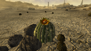 Fruta de cactus de barril