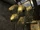 FNV cazador nest.jpg