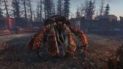 Giant hermit crab.jpg