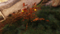 Radberry irradiated variant