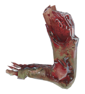 Right lower leg