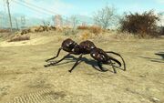 FO4NW Exterior 89.jpg