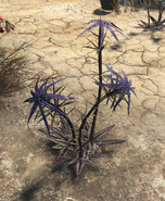 Thistle plant after detonation or harvesting