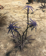 FO4 Thistle plant (disarmed)