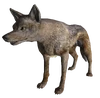 CoyoteFNV