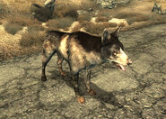 Faithful companion Dogmeat