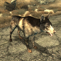 Dogmeat Fallout 3 Fallout Wiki Fandom