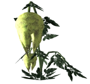 185px-Punga Fruiot Plant.png (31 kB) Planta de la punga refinada