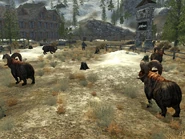Bighorners Jacobstown.jpg (422 kB)