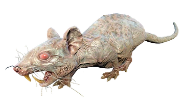 RAT ラット 2 X Bill Lewis Rat-L-Trap Fishing Lure Rattle Trap 1/2oz White