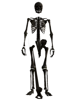 Skeleton