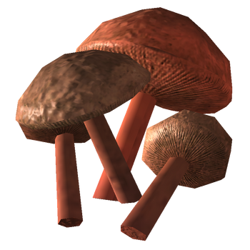 Cave fungus