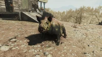 FO76BS Radhog CAMP pet.png (2.93 MB) Radhog CAMP pet