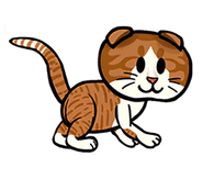 Scottish Fold