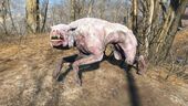 FO4 Albino mongrel