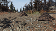 FO76 RE Scorchbeast leavings