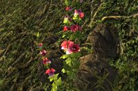 Hollyhock-esque flowers at the entrance