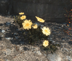 FO4 Mutated carrots.png