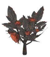 FO76 Ash rose render.png (225 KB)