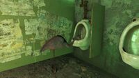 Flamingo drinking from a urinal