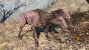 Fo4 Radstag doe.png