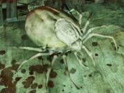 FO76 Foul Tick.jpg