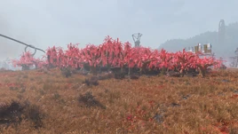 FO76 Veiled sundew grove
