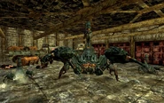 Radscorpion queen in SL fire station.jpg (808 KB) 辐射蝎皇后在辐射:新维加斯