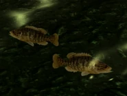 Peces en el Río Virgin