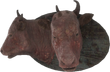 FO4-Mounted-Brahmin-Head.png