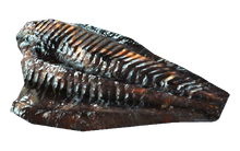 Fo4FH angler meat
