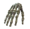 Right hand bones