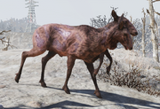 FO76 Radstag doe