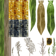 FONV Maize Texture.png (372 KB) Texture file