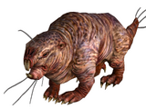 Mole rat