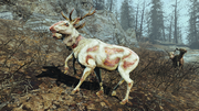 Albino radstag