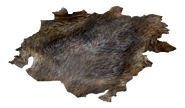 Coyote hide