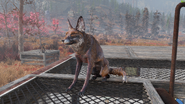 Лисица в C.A.M.P.