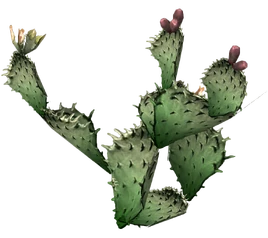 Prickly pear cactus