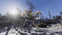 FO76 Toxic valley trees