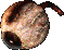 Eye1.gif