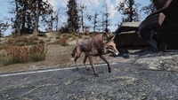 FO76 Tiny foxy 2.png (3.14 MB) Trotting fox