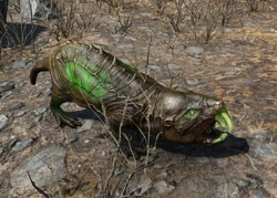 Mole Rat Fallout Wiki Fandom