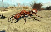 FO4NW Exterior 86.jpg