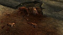 Pack brahmin close-up.jpg (285 KB) Close-up of the brahmin corpse