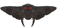 Normal/Stalking mothman