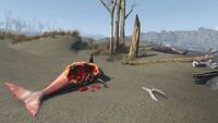 Two dolphish on the coast near the Museum of Witchcraft