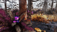 FO76 Flora Cran Bog 16.png (4 MB)