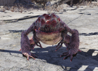 FO76 Albino radtoad.png