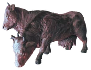 Brahmin em Fallout 4